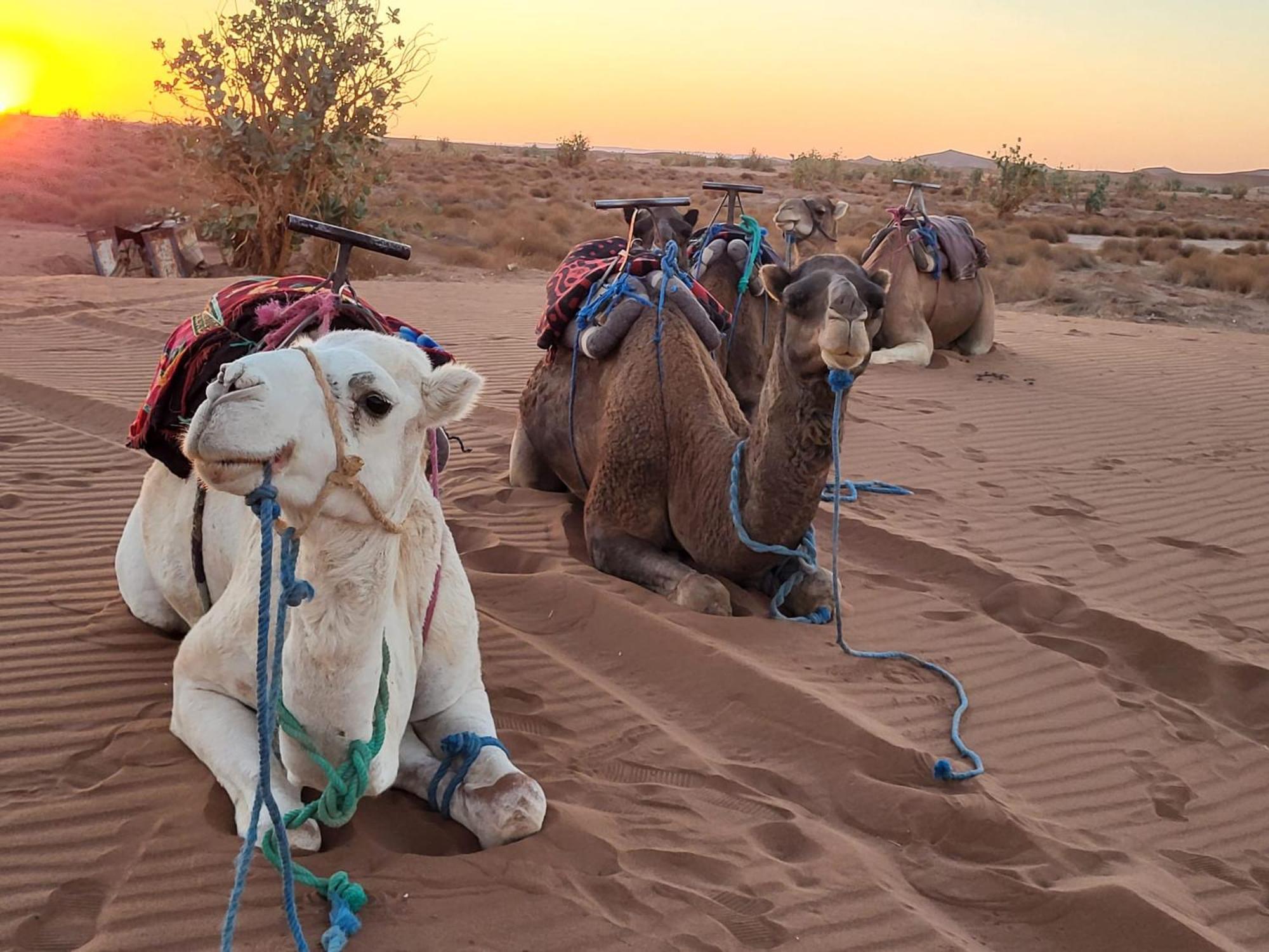 Desert Chegaga Luxury Camp El Gouera 외부 사진