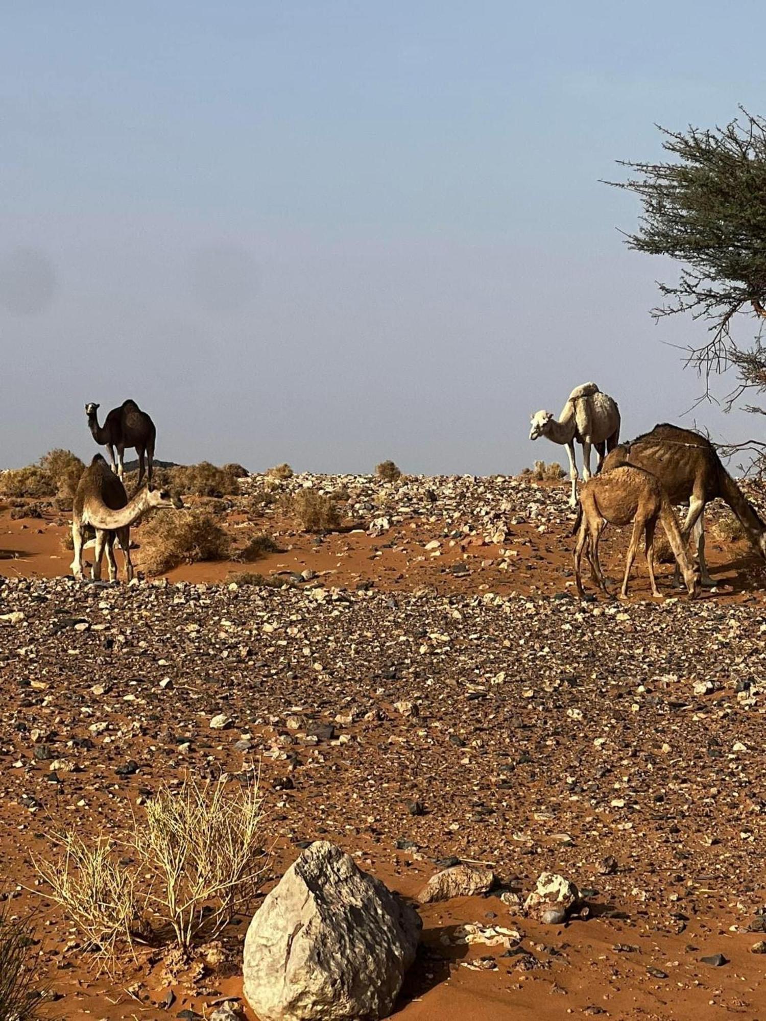 Desert Chegaga Luxury Camp El Gouera 외부 사진
